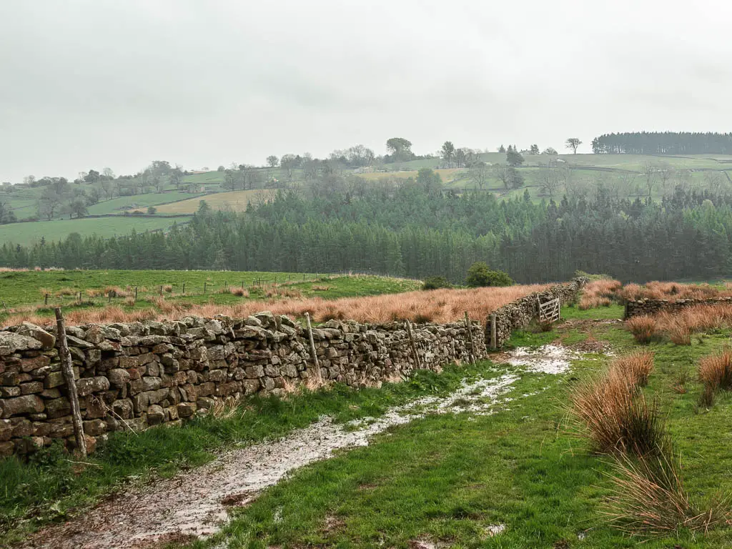 A muddy wet strip along the side of a stone wall in the field.