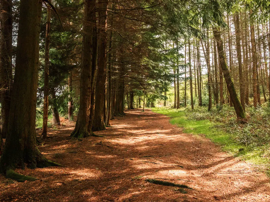 A wide trail in the woods, on the walk towards Druid's Temple.