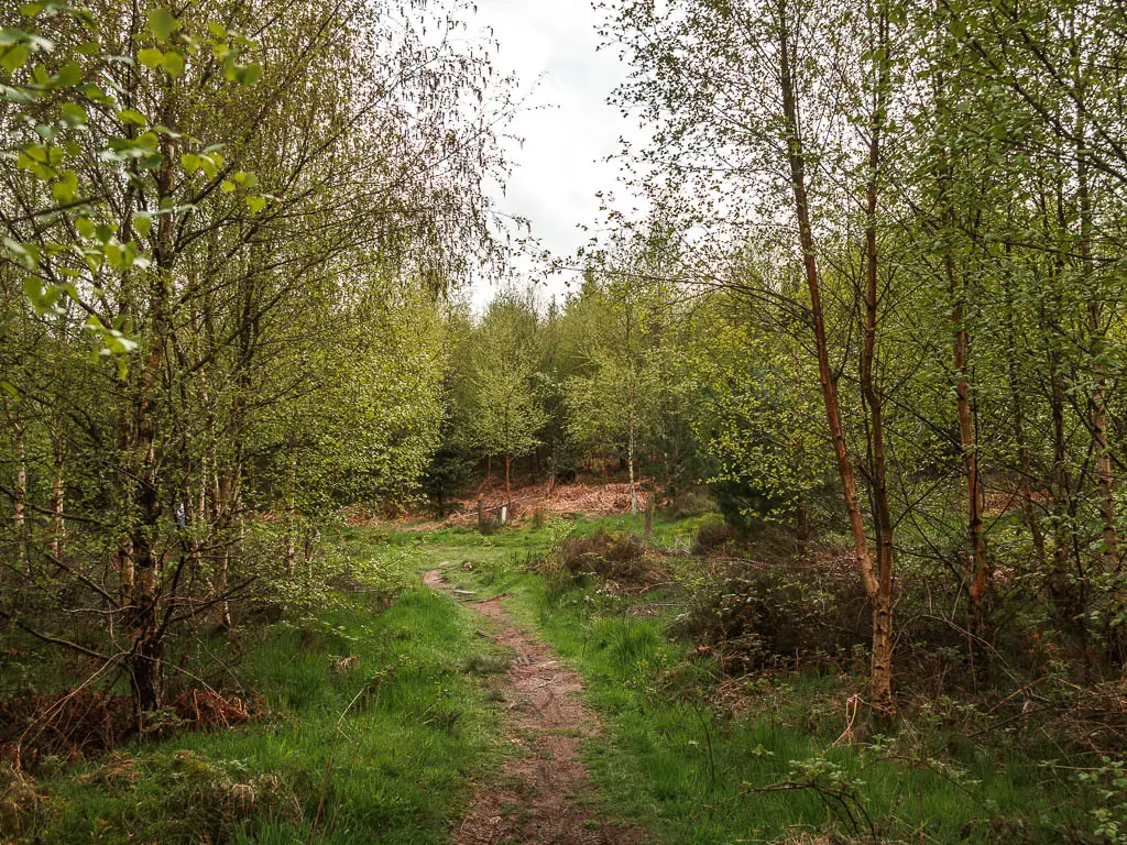 A thin dirt trail surround by bushes and trees.