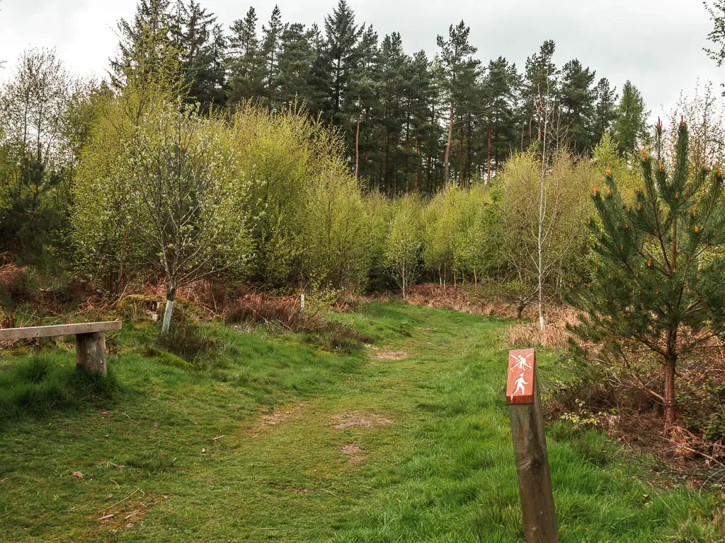 A grass trail, with a wooden stump trail signpost on the right, and a mass of trees ahead, on the walk towards Druid's Temple.