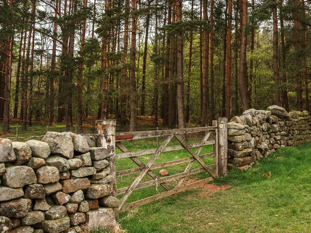 A wooden gate in the stone wall, with woodland trees on the other side.