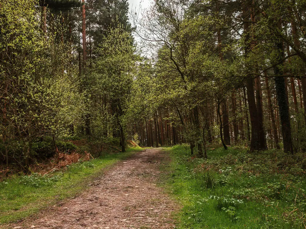 A wide dirt trail through the woods.