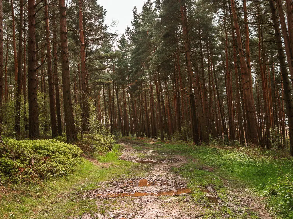 A very muddy trail lined with tall woodland trees, when walking through the woods at Druid's Temple.