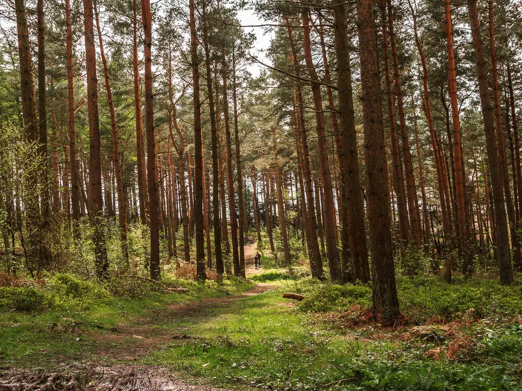 A grassy dirt trail leading through the tall trees, near the end of the circular Druid's Temple walk.