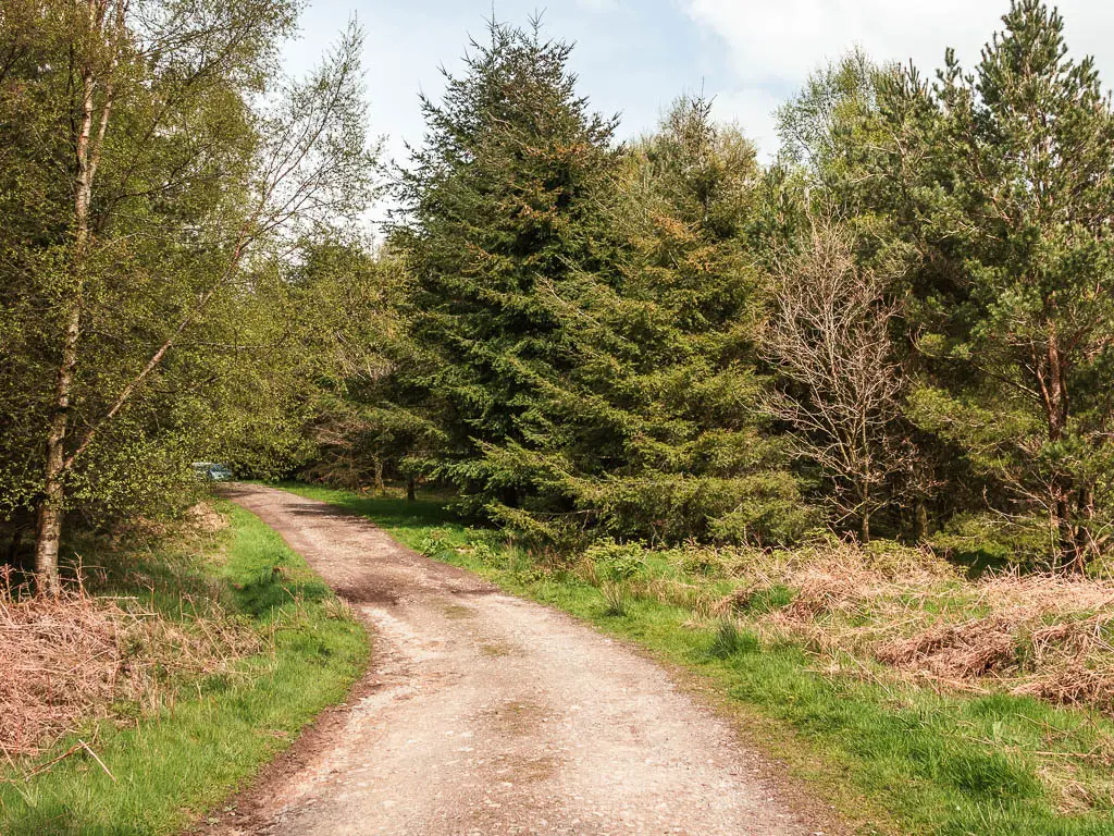 A gravel path lined with bushy trees.