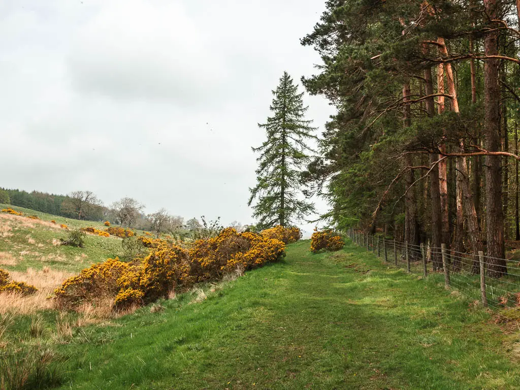 A grass ridge path with woodland trees on the other side of a wire fence on the right, and some yellow gorse bushes on the left, near the start of the Druid's Temple circular walk.