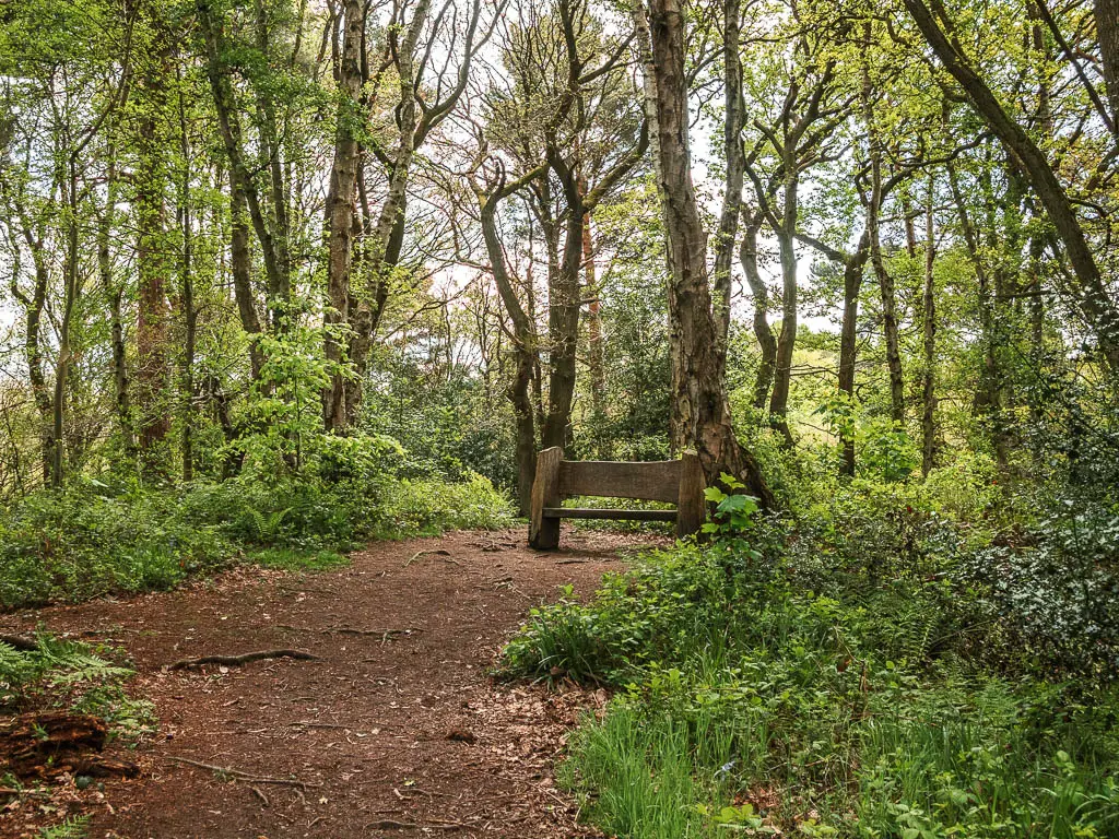 A wooden bench on the wide dirt path, surround by straggly woodland trees.