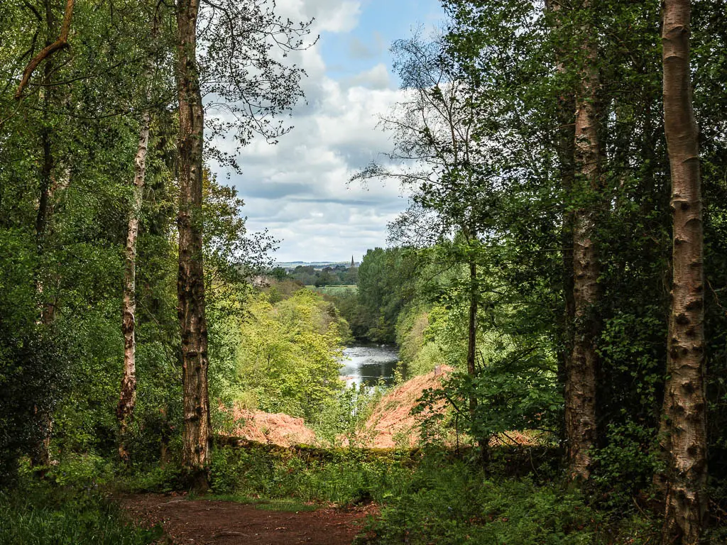 Looking though a gap in the tall trees, to a view of the river surround by woodland, at the start of the walk through Hackfall Woods. A church spire is visible way in the distance. 