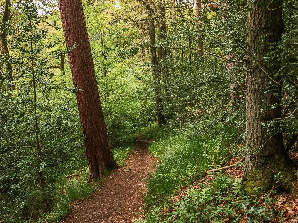 A dirt trail leading downhill surround by a mass of trees and green fern.