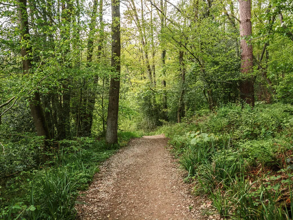 A gravel dirt path leading through, surround by green grass, bushes and trees.