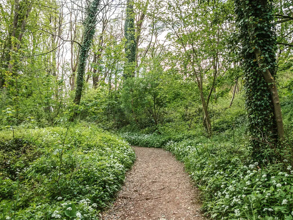 A gravel dirt trail leading up and to the left, surround by so much green with white flower buds.