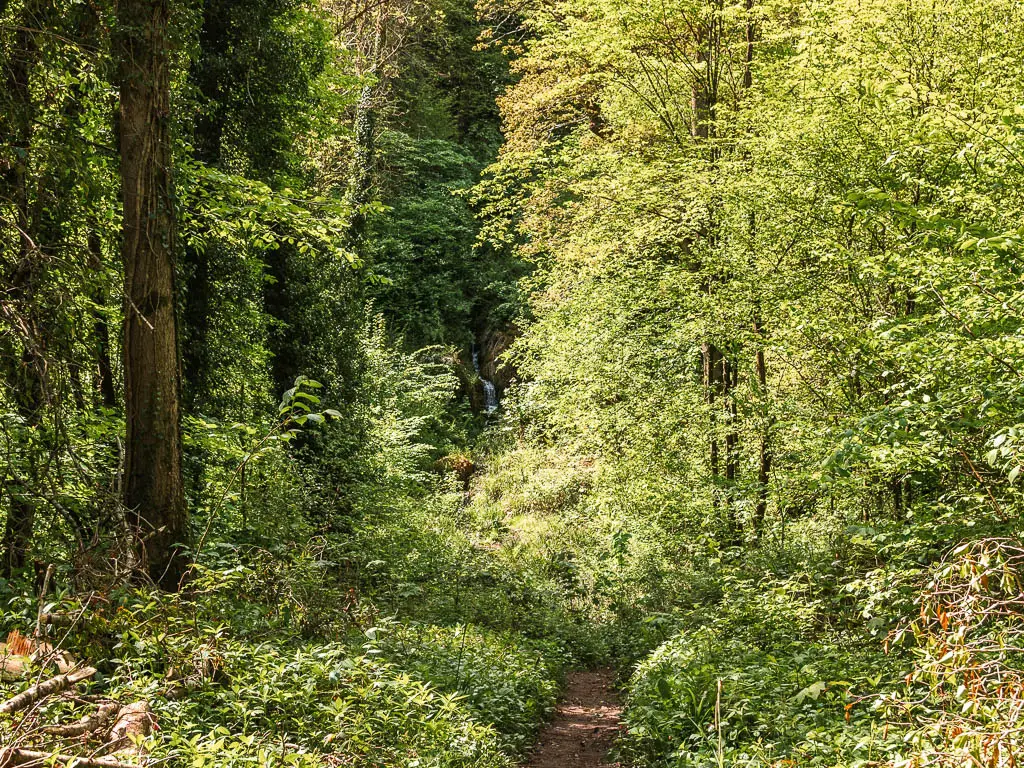 A dirt trail surround by green plants and bushes, with a waterfall just visible straight ahead. 