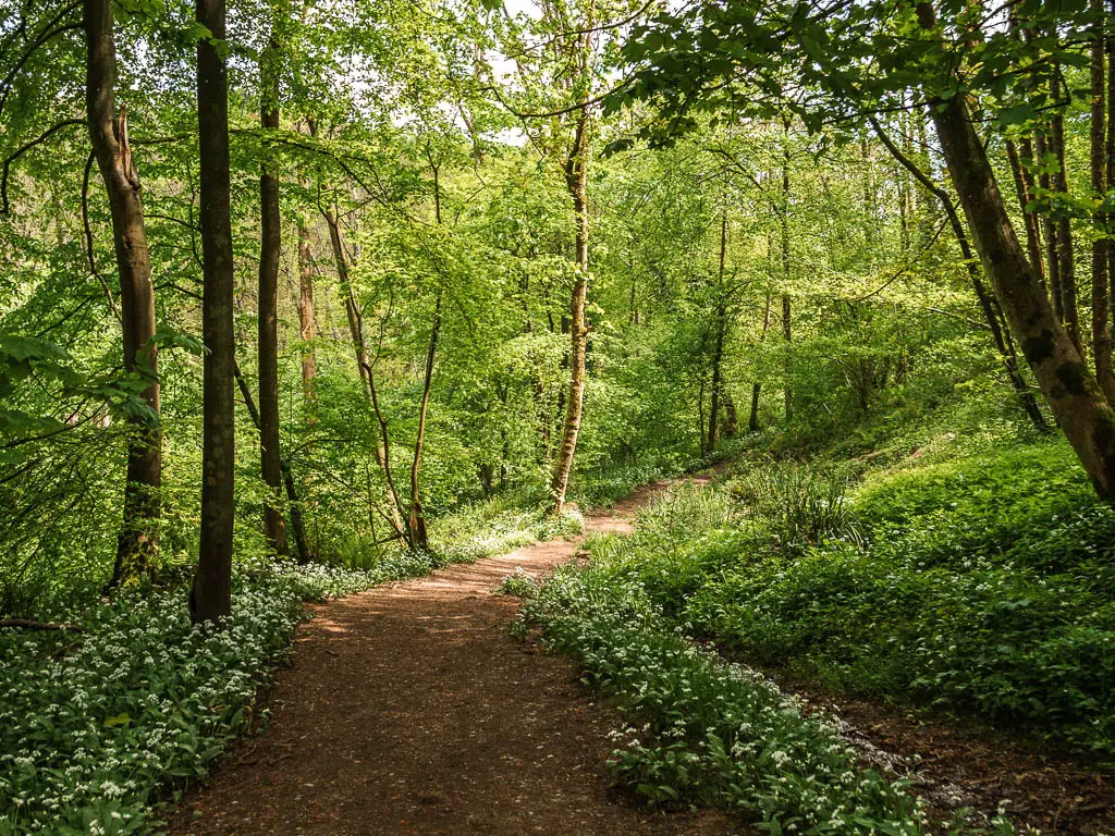 A wide dirt trail leading down through Hackfall Woods, partway through the circular walk. The trail is lined with white budding flowers with green leaves.