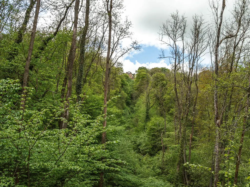 Looking through a mass of green leafy trees, with the castle ruins visible poking out of the top ahead in the distance. 