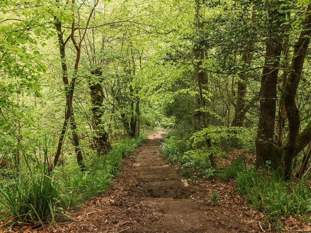 Muddy steps leading downhill through the green leafy woods.