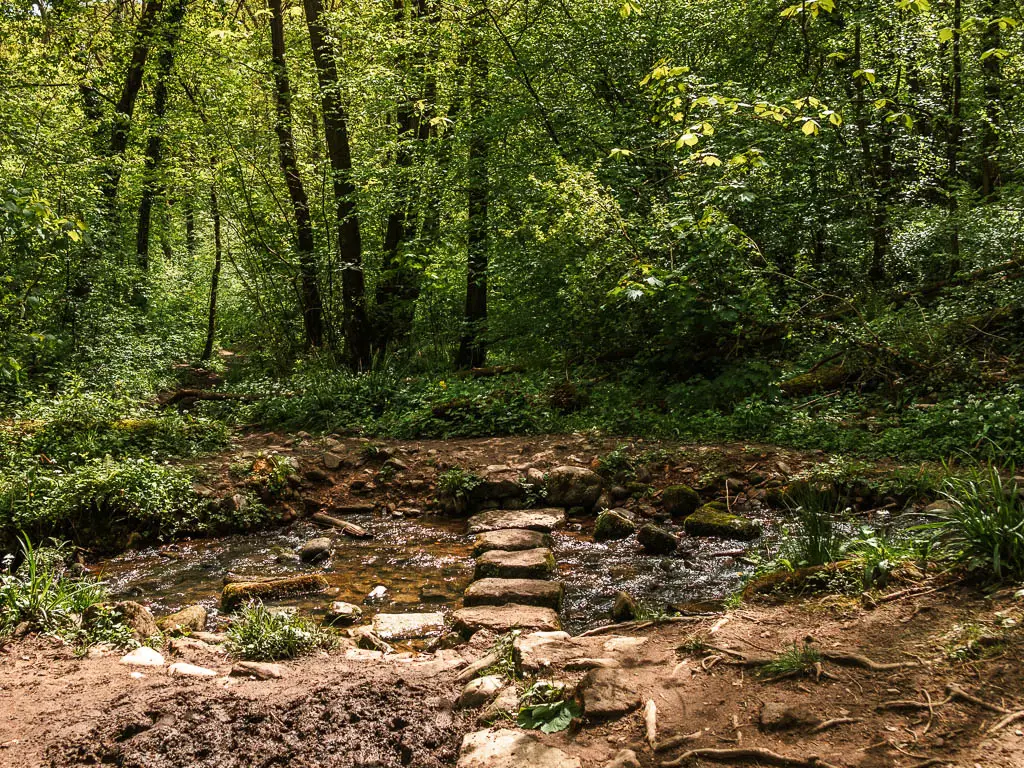 Stepping stones river the river, with a mass of green bushes and leafy trees on the other side.