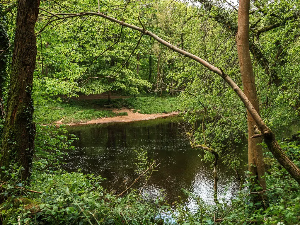 Looking through a gap in the trees to the river.