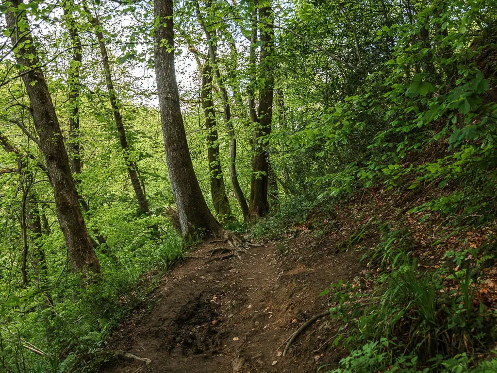 A muddy section of the ground, on the hillside, surround by trees and green leafy bushes.