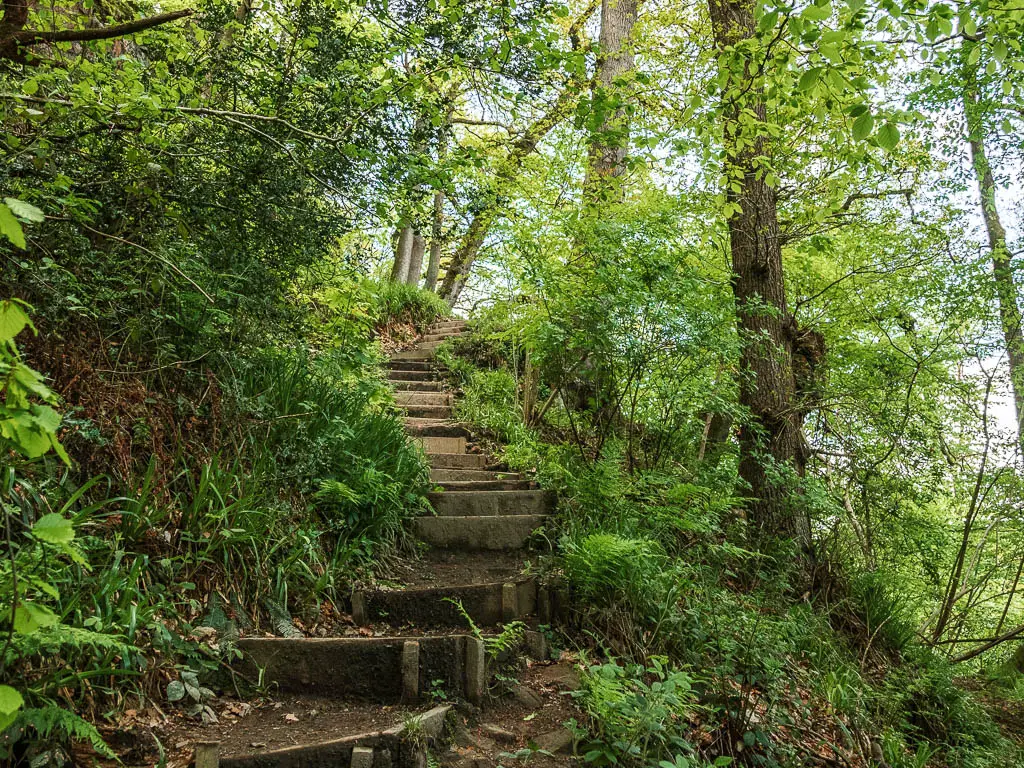 Rugged steps leading steeply up the hill, on the challenging part of the walk through Hackfall Woods. the steps are surround by lots of green bushes, tall grass, and leaves.