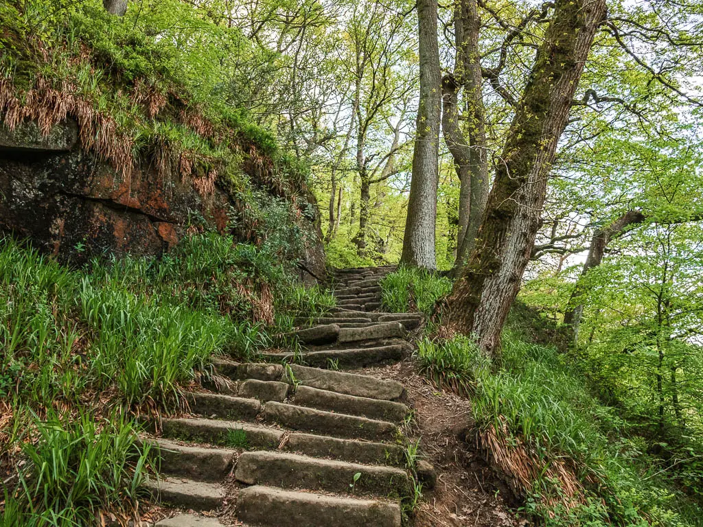 Rugged stone steps leading uphill through Hackfall Woods, on the challenging part of the walk. 