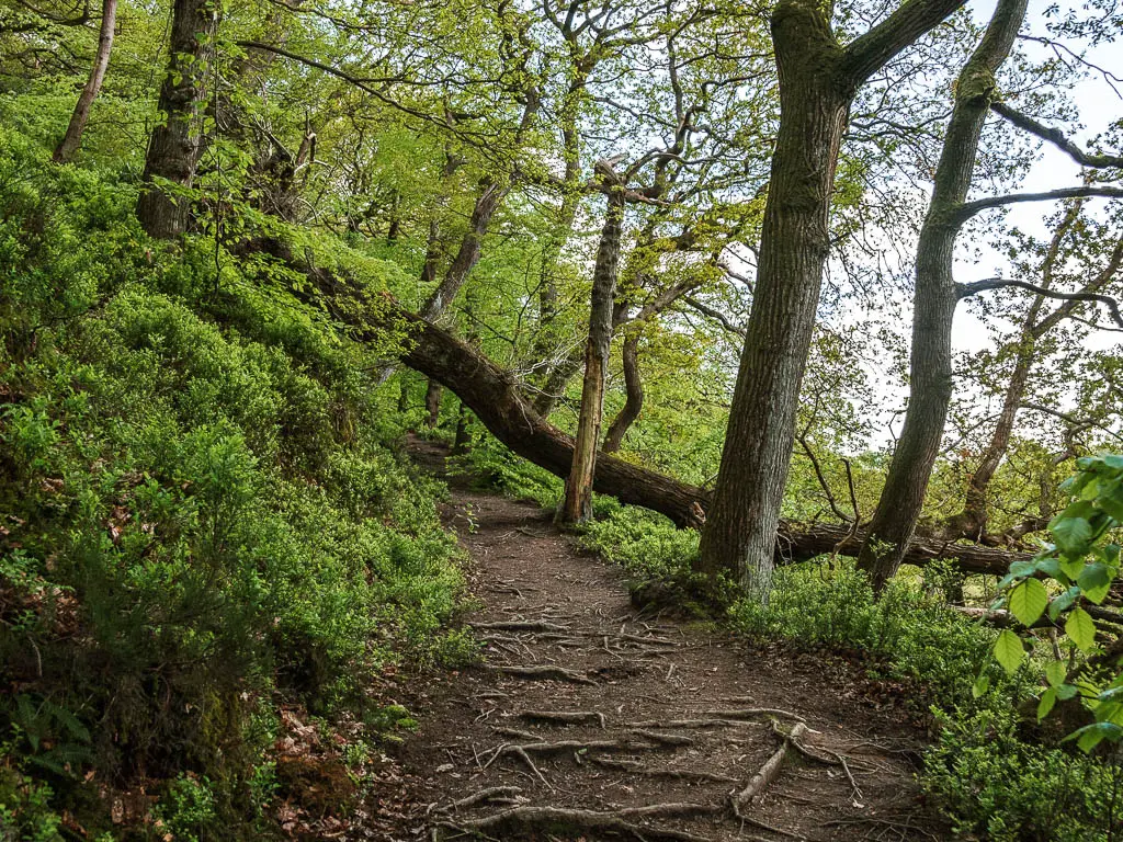 A dirt trail covered in tree roots, and lined with trees, and a walled tree over the trail ahead.