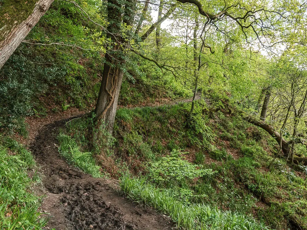 A muddy dirt trail on the left, with a steep drop to the right, on the circular walk through Hackfall Woods. The trail is surrounded by lots of green.