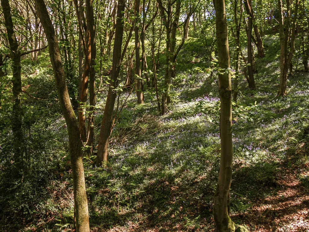 Looking to a wall of bluebells on the hill in the woodland.