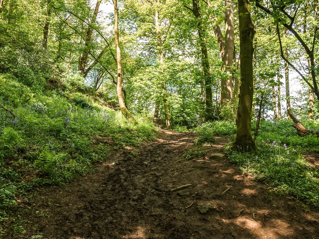 A wide muddy trail leading uphill through the woodland.