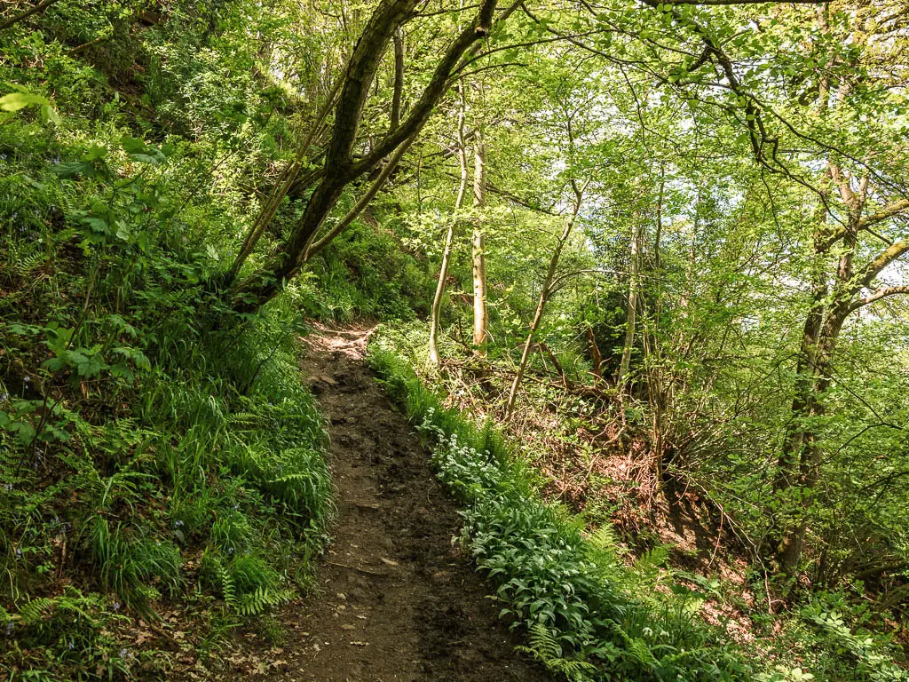 A thin muddy trail through the woods, with a steep drop down the hill to the right.