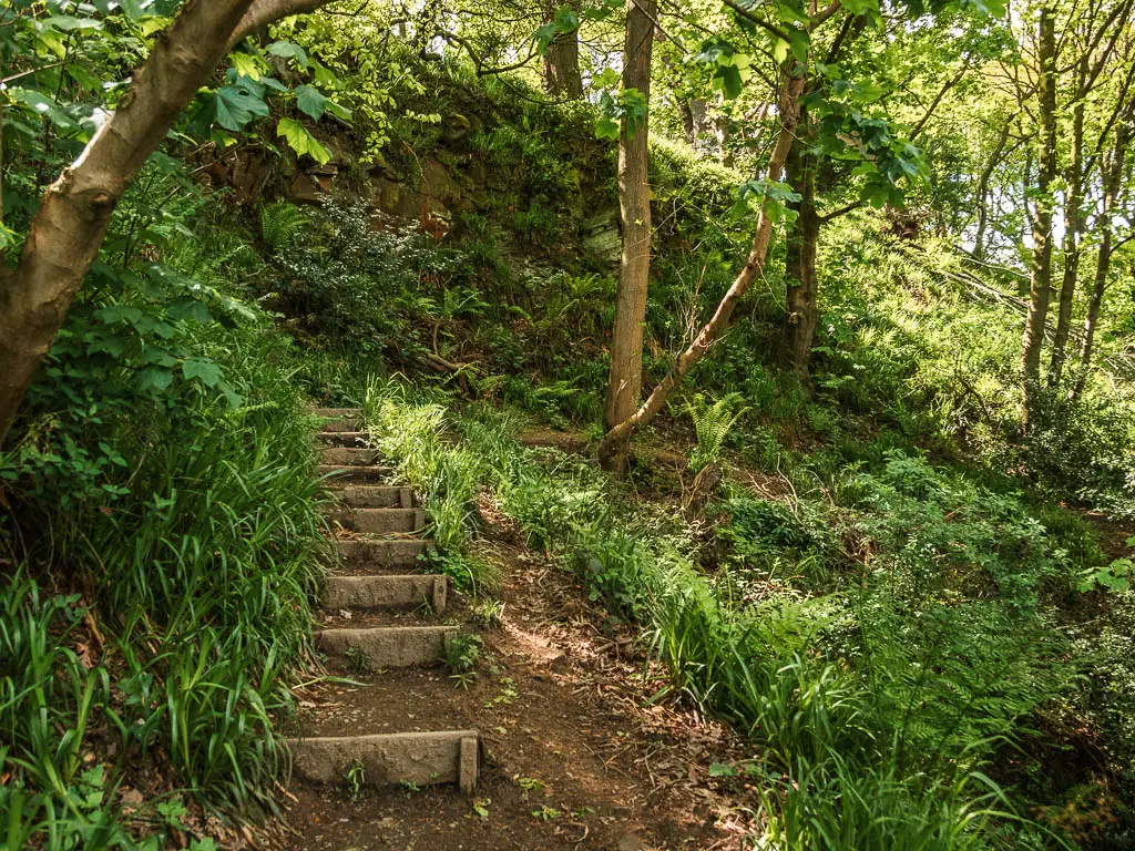 Small steps leading up the hill on the left, surrounded by tall grass, and under the woodland trees.