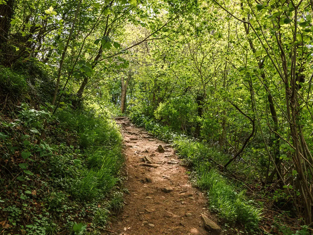 A dirt path with a few rocks, leading through the dark woods. There is a ray of light shining down on the path ahead.