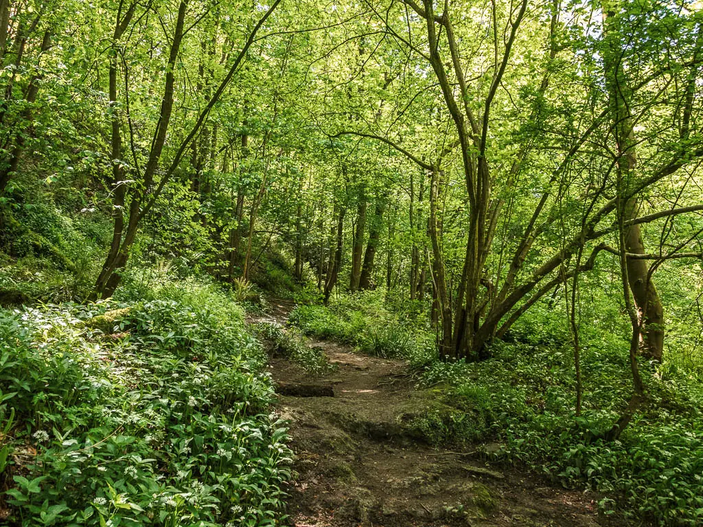 A rugged dirt trail surrounded by green leafy bushes, flowers and thin trunked trees.