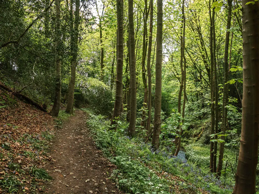 A dirt path on the left, lined with tall thin trunked trees.