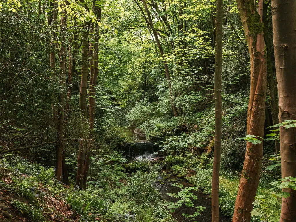 Looking through a gap in the mass of trees of Hackfall Woods, partway through the walk. There is a waterfall visible through the gap in the distance. 