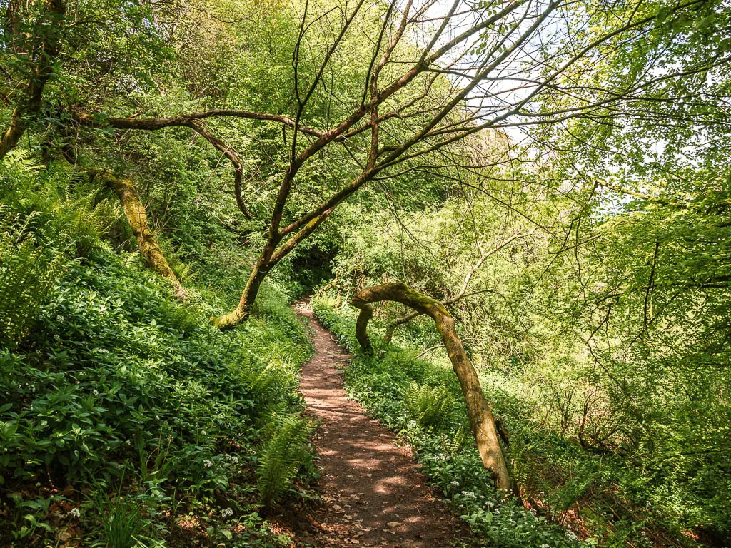 A dirt path leading straight ahead, lined with green grass, bushes and straggly trees.