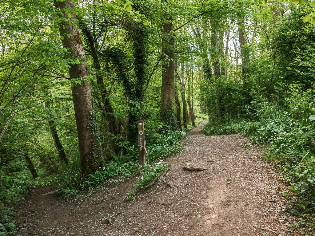 A split in the gravel dirt trail, surround by green leafed woodland trees. There is a wooden signpost in the junction of the trail split.