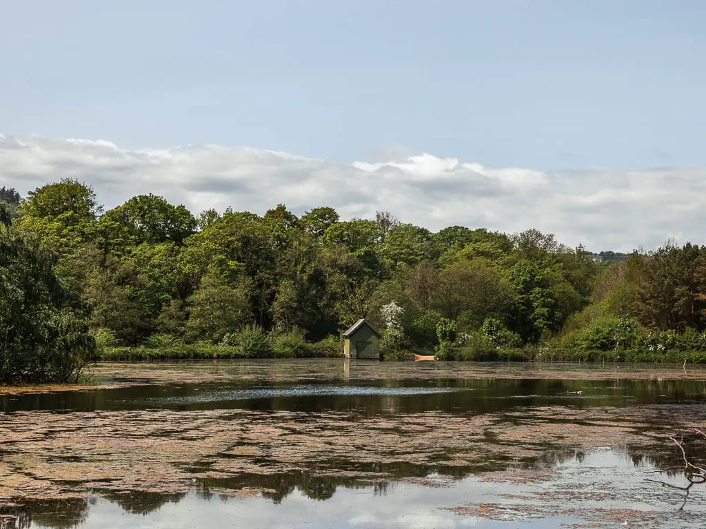 Looking across the large pond to a shed and lots of green leafy trees on the other side.