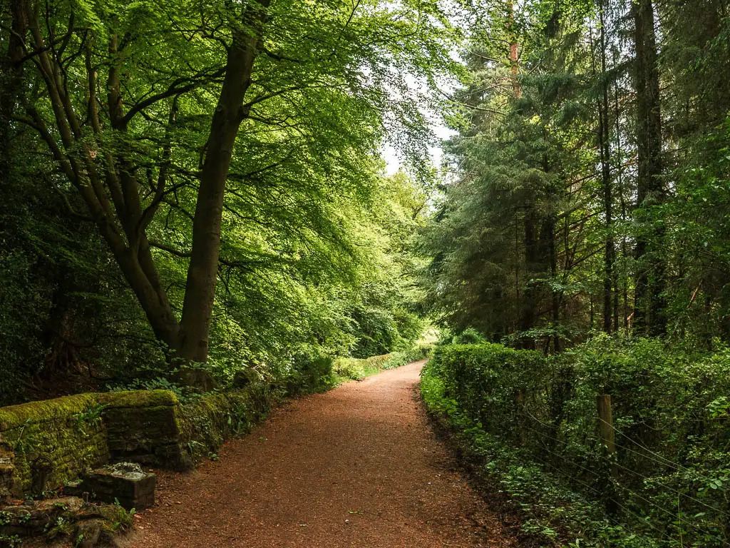 A wide path through the woodland trees, near the start of the Pateley Bridge walk. There are green bushes on the right, and a stone wall on the left.