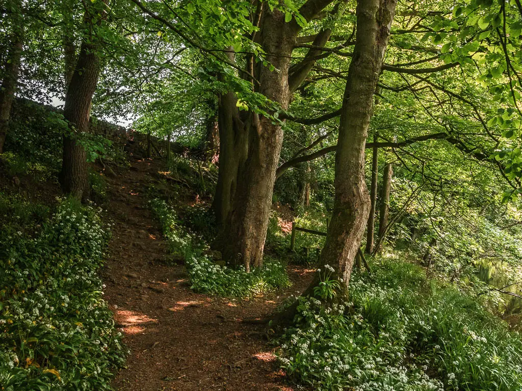 A rugged dirt path leading uphill, surround by green leaved flowers and big trees.