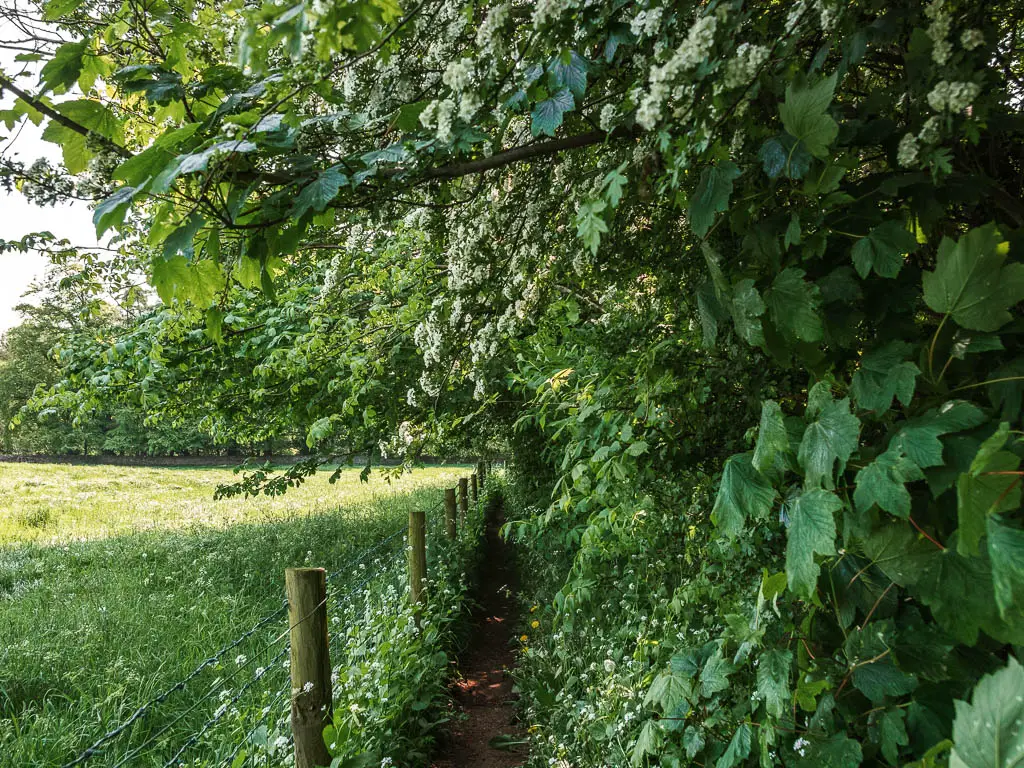 A narrow dirt path with a wire fence and green grassed field to the left and big bushes overhanging the trail on the right, partway through the walk from Pateley Bridge.