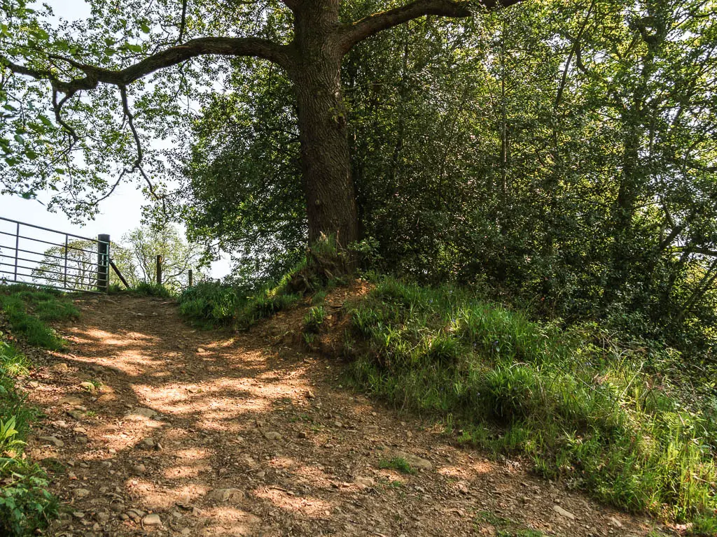 The wide dirt path leading up a short hill, with the bushes and trees ahead. 