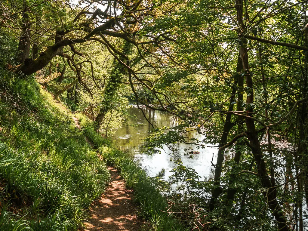 A narrow dirt trail running along the left side of the river, on the walk from Pateley Bridge. There is a steep hill grass bank up the left side of the trail.