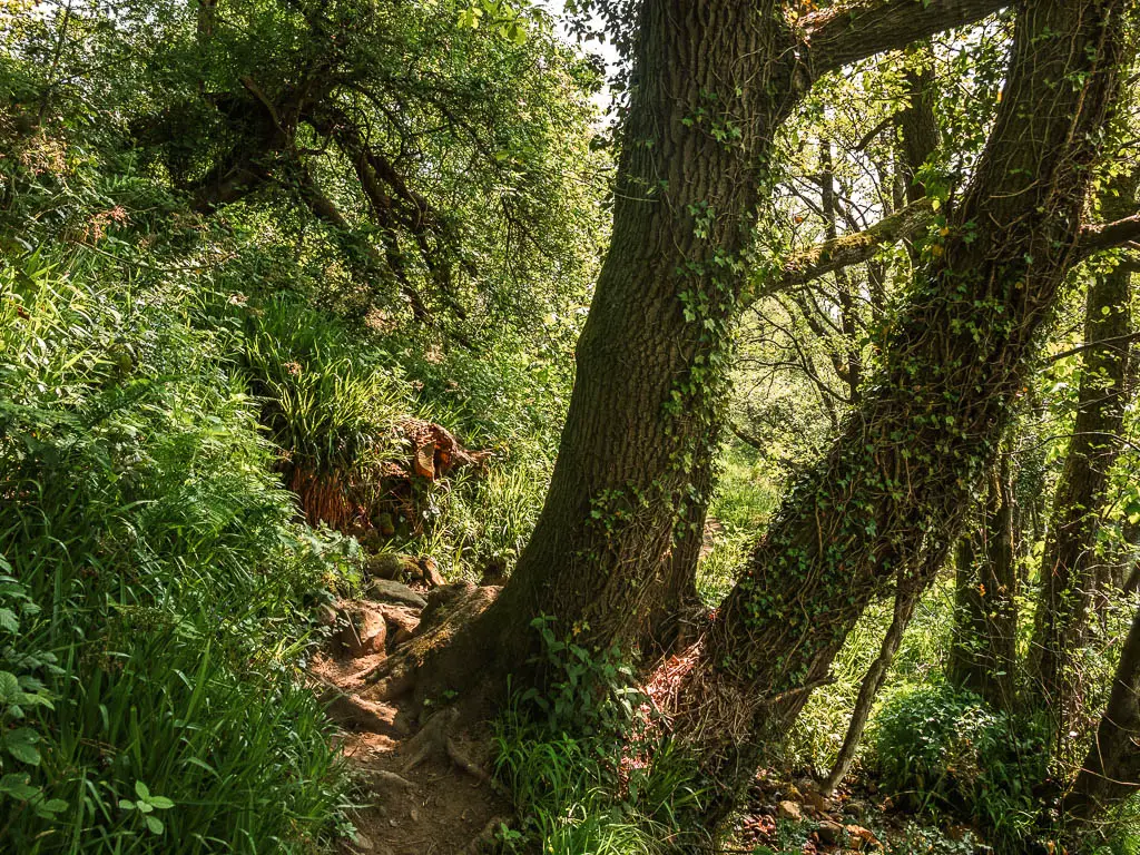 The dirt trail curving around the left of two big leaning tree trunks.