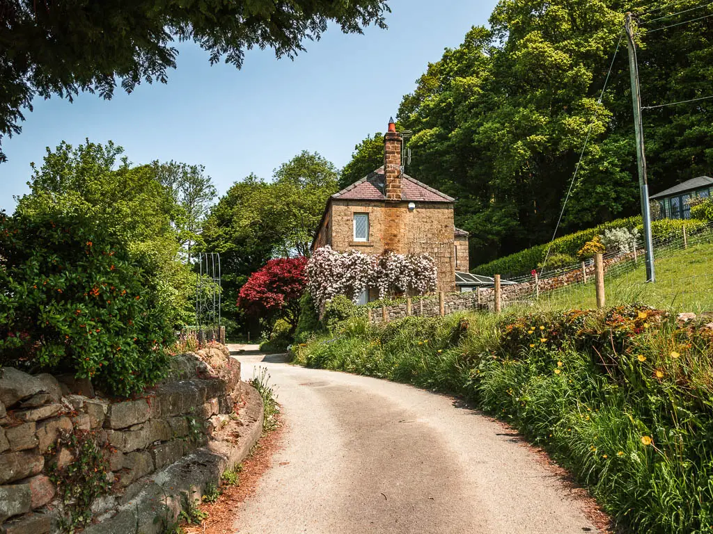 A road curving to the left, with a cottage ahead on there right side, partway through the walk from Pateley Bridge. There is a stone wall on the left side of the road, and overgrown grass on the right, leading up to a grass hill. there are pretty light pink and red flower bushes in front of the cottage. 