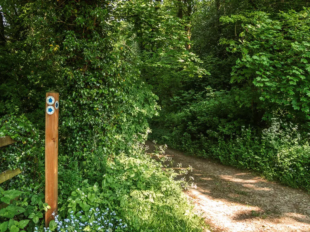 A wooden stump sign post with blue arrows with a gravel path leading through a mass of green leaved bushes and trees to the right.