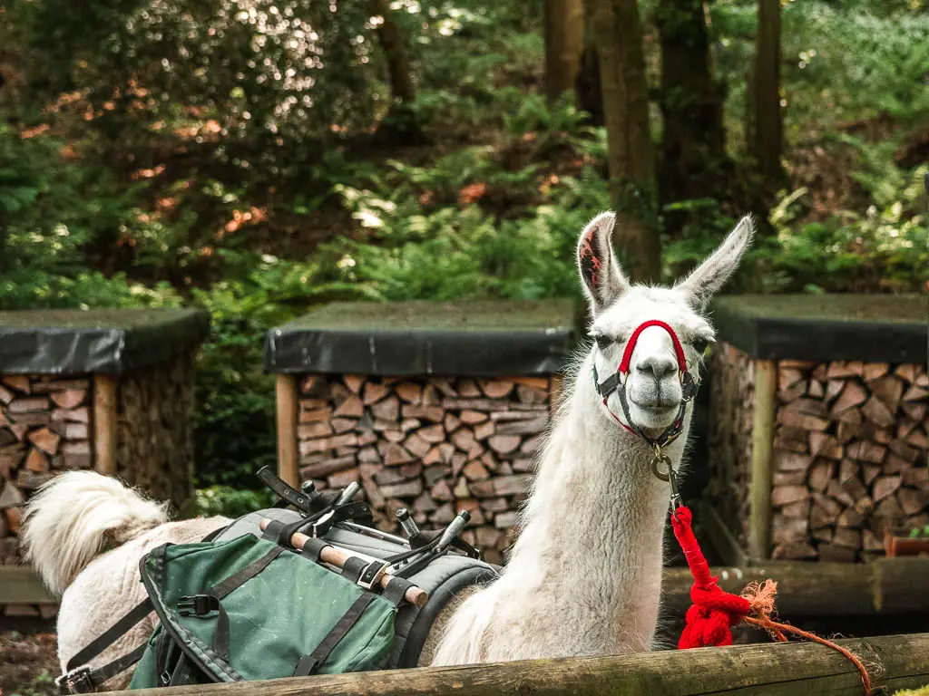 A lama looking at the camera, on the Pateley Bridge circular walk.