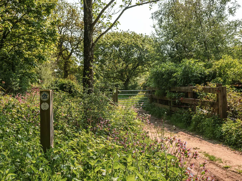 A wooden stump signpost nestled in the green plants, with a blue arrow pouting ahead along the trail, towards a metal gate.