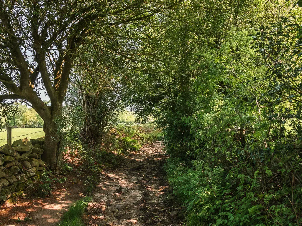 A muddy path with bushes lining the right, and a stone wall and trees on the left.