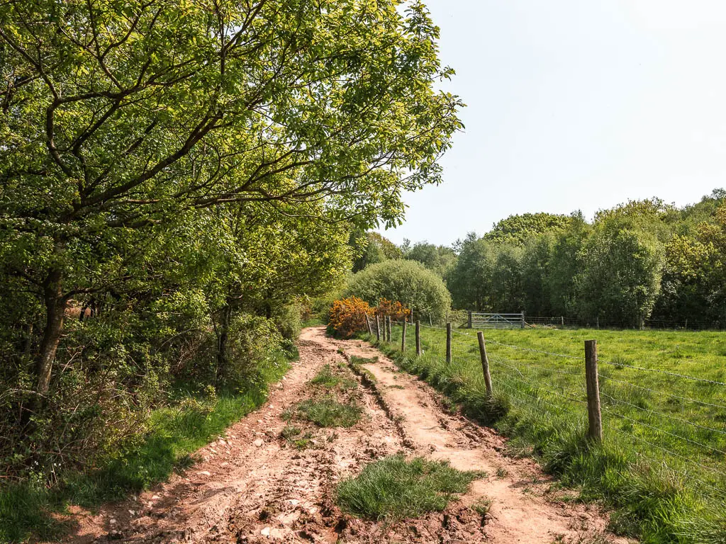 A wide muddy path lined with trees on the left, and a wore fence and green grass field on there right.