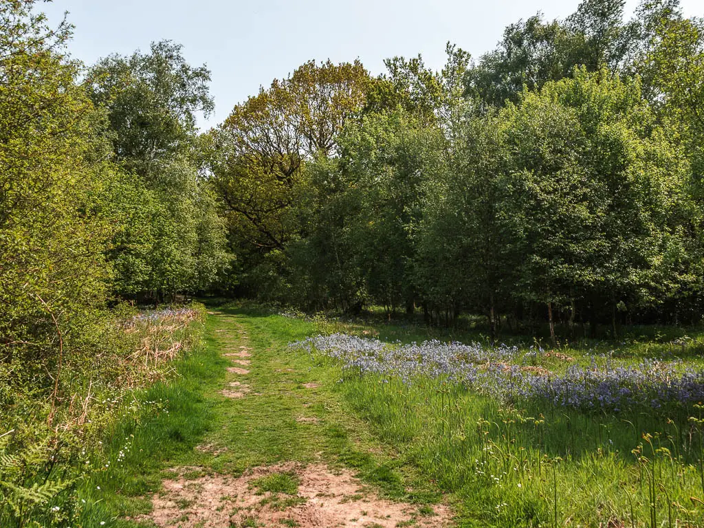 A grass trail, with bluebells on the right, leading to a mass of woodland trees.